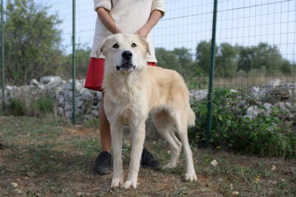 Patrick una meraviglia in gabbia | Foto 6