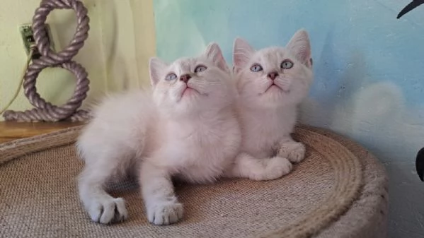 2 gattini siamesi tradizionali  thai disponibili | Foto 1