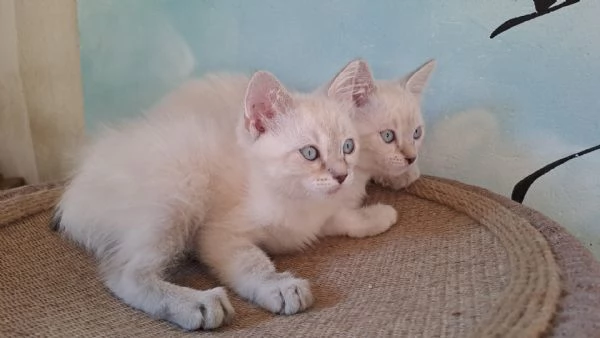 2 gattini siamesi tradizionali  thai disponibili | Foto 0