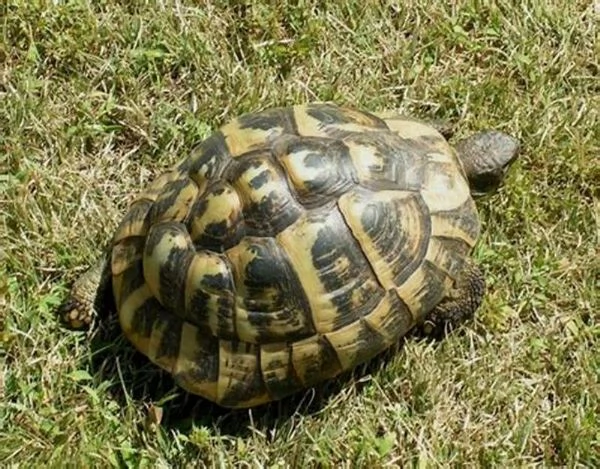 cedo coppia tartarughe di terra hermanni hermanni | Foto 1