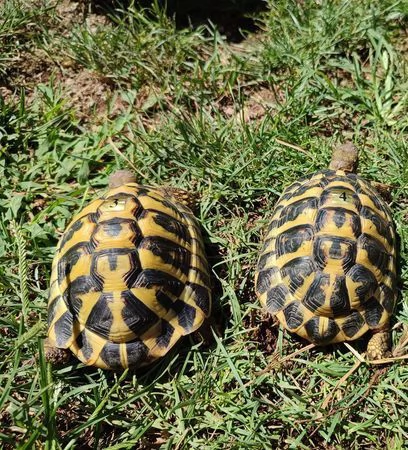 cedo coppia tartarughe di terra hermanni hermanni