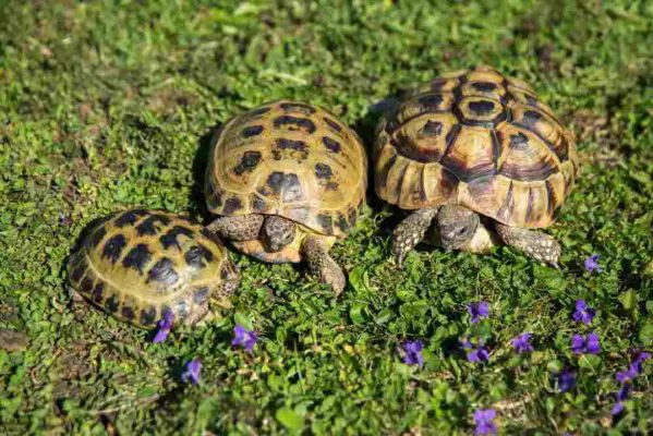 Tartaruga maschio e femmina 2017 hermanni hermanni | Foto 0