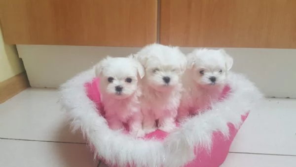 Cuccioli di Bichon Maltese