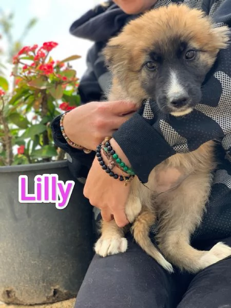 LILLY CERCA CASA IN TUTTA ITALIA