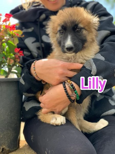 LILLY CERCA CASA IN TUTTA ITALIA | Foto 3