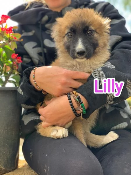 LILLY CERCA CASA IN TUTTA ITALIA | Foto 2