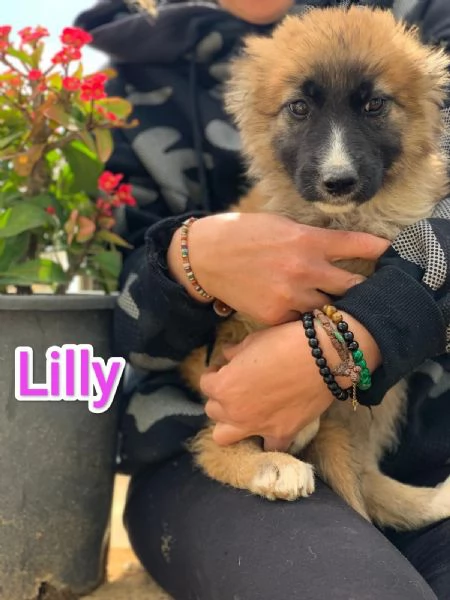 LILLY CERCA CASA IN TUTTA ITALIA | Foto 0