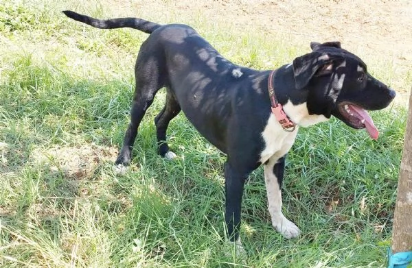 Un dolce cucciolone cerca una famiglia amorevole | Foto 5