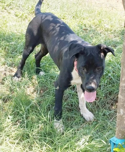 Un dolce cucciolone cerca una famiglia amorevole | Foto 4