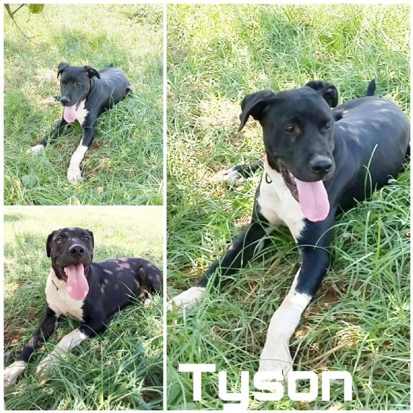 Tyson cerca casa