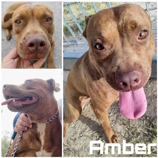 Amber bellissima Pitt red nose in adozione cerca casa 