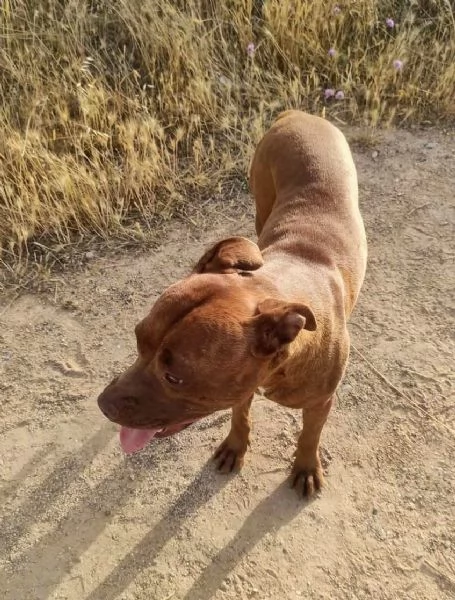 Amber bellissima Pitt red nose in adozione cerca casa  | Foto 2