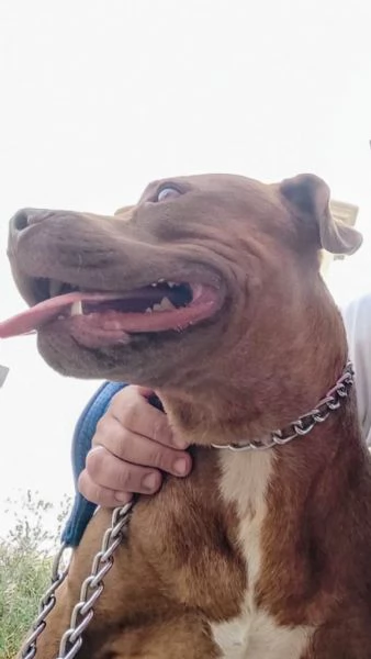 Amber bellissima Pitt red nose in adozione cerca casa  | Foto 1