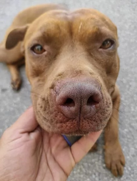 Amber bellissima Pitt red nose in adozione cerca casa  | Foto 0