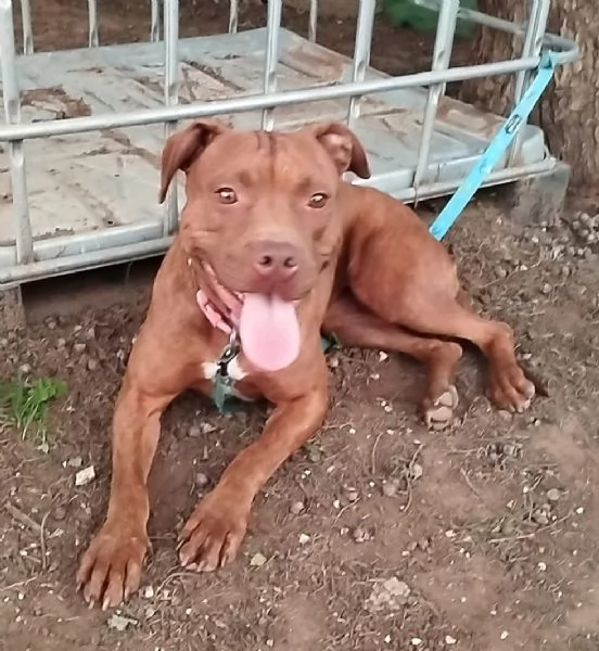 Amber bellissima Pitt red nose in adozione cerca casa 