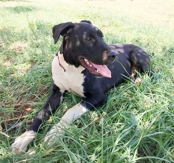 Cucciolone in adozione cerca casa  | Foto 4