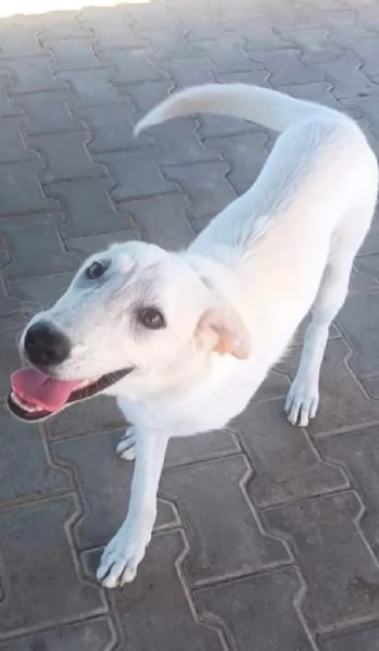 Una splendida cagnolina cerca la sua famiglia 