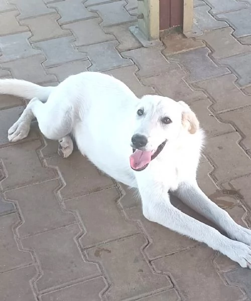 Una splendida cagnolina cerca la sua famiglia  | Foto 4