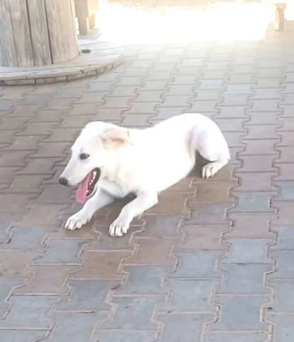 Una splendida cagnolina cerca la sua famiglia  | Foto 2