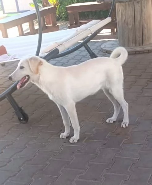 Una splendida cagnolina cerca la sua famiglia  | Foto 1