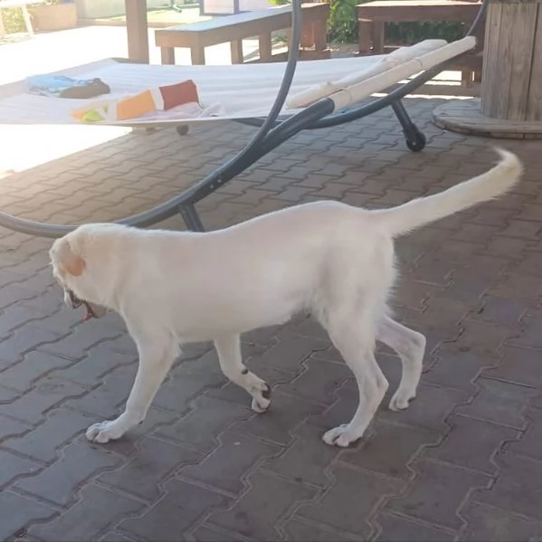 Una splendida cagnolina cerca la sua famiglia  | Foto 0