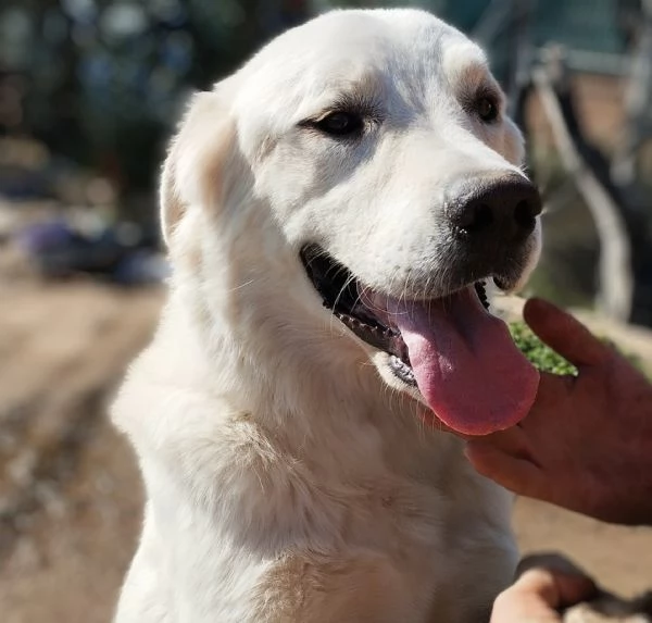 Una famiglia per sempre per questo dolce cucciolone  | Foto 3