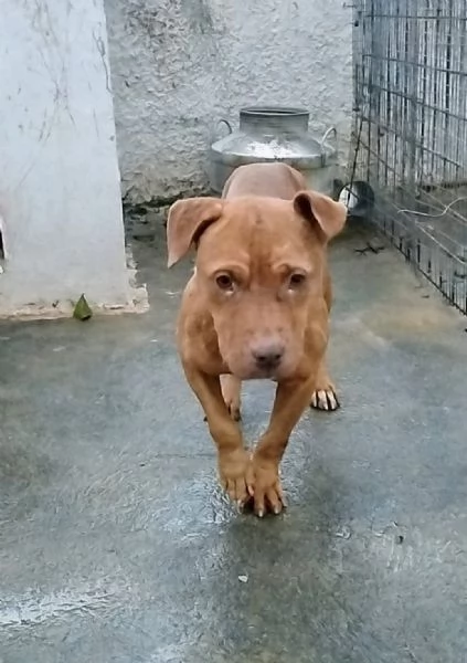 Enya una dolcissima Pitbull red nose cerca una amorevole famiglia tutta per lei