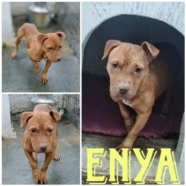 Enya una dolcissima Pitbull red nose cerca una amorevole famiglia tutta per lei | Foto 2