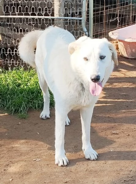 Kelly una dolcissima cagnolina sta cercando casa