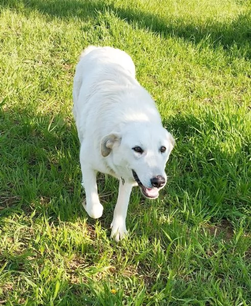 Kelly una dolcissima cagnolina sta cercando casa | Foto 6