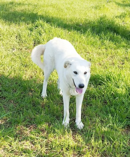 Kelly una dolcissima cagnolina sta cercando casa | Foto 4