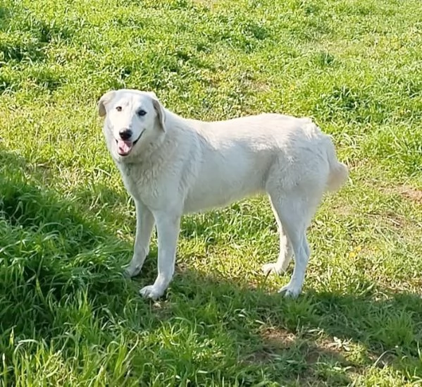 Kelly una dolcissima cagnolina sta cercando casa | Foto 3