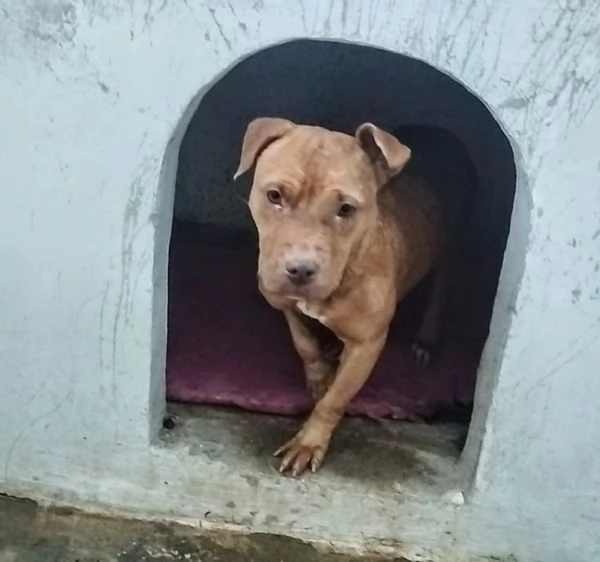 Una famiglia per un amorevole cagnolina | Foto 6