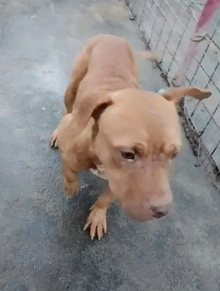 Una famiglia per un amorevole cagnolina | Foto 1