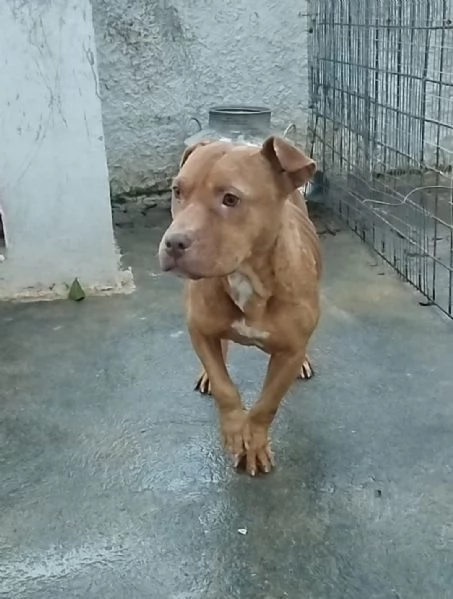 Una famiglia per un amorevole cagnolina | Foto 0