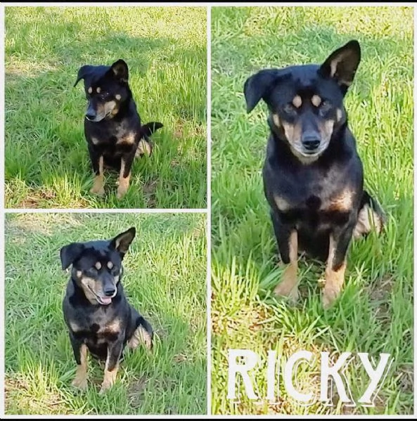 Il piccolo Ricky cerca casa | Foto 3