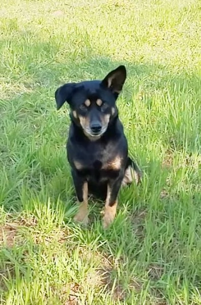 Il piccolo Ricky cerca casa | Foto 0