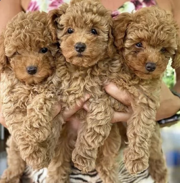 regalo bellissimi cuccioli di barboncino nano maschietti e femminucce di toy