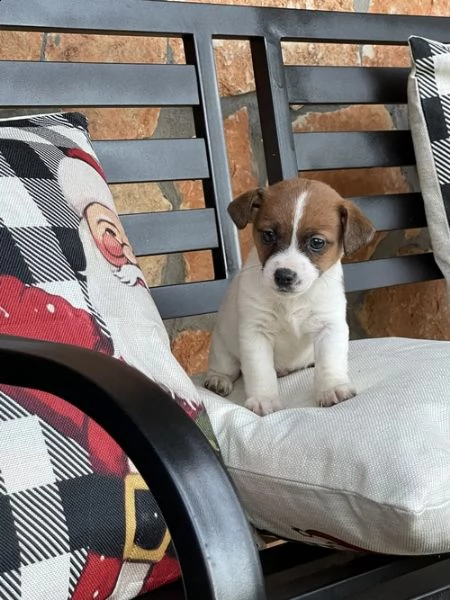 regalo cuccioli di razza pura jack russel 