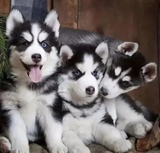 cuccioli di husky siberiano