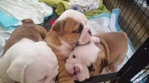 cuccioli di bulldog inglese in adozione | Foto 0