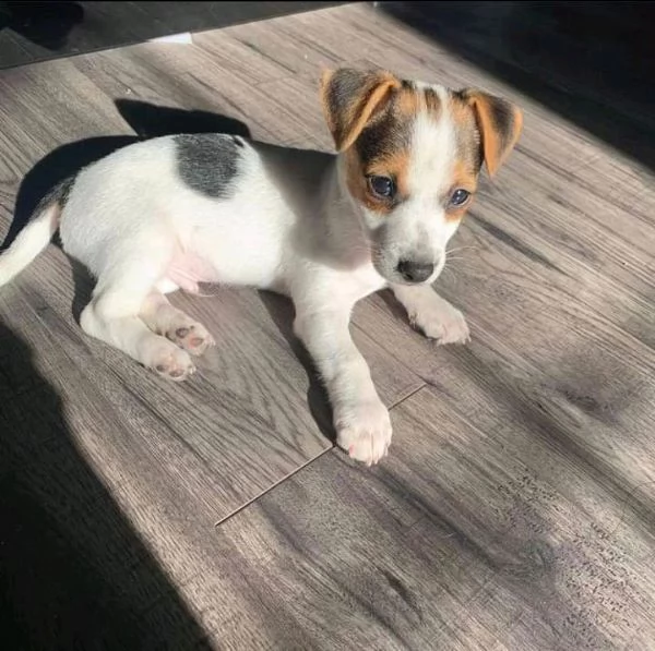 regalo cuccioli jack russel   maschio e femmina | Foto 0