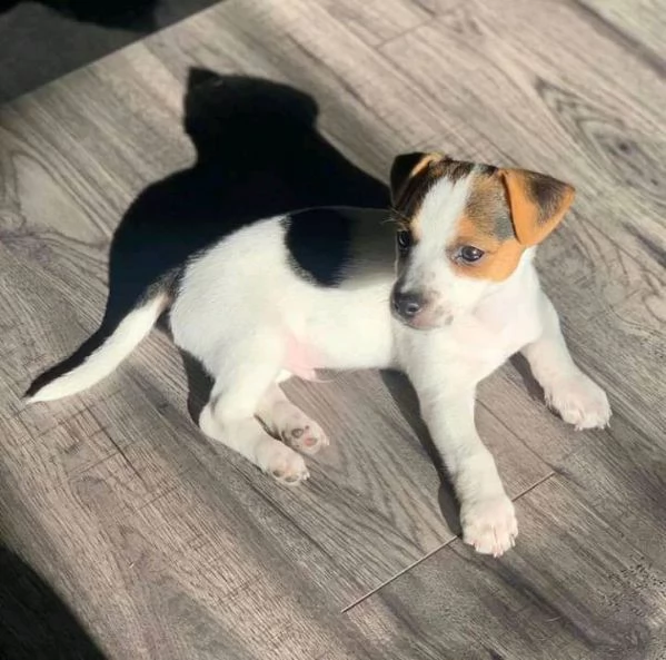 regalo cuccioli jack russel   maschio e femmina