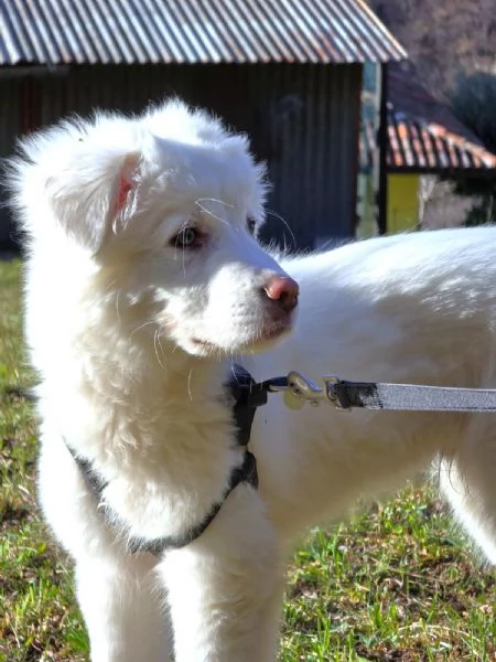 Rollo straordinario cucciolo mix PMA di 95 giorni | Foto 4