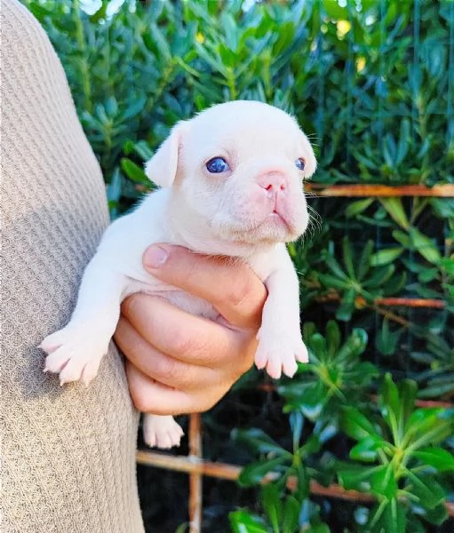 Cuccioli di bulldog bouledogue francesi 