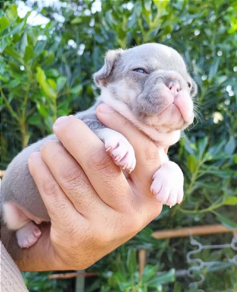 Cuccioli di bulldog bouledogue francesi  | Foto 4