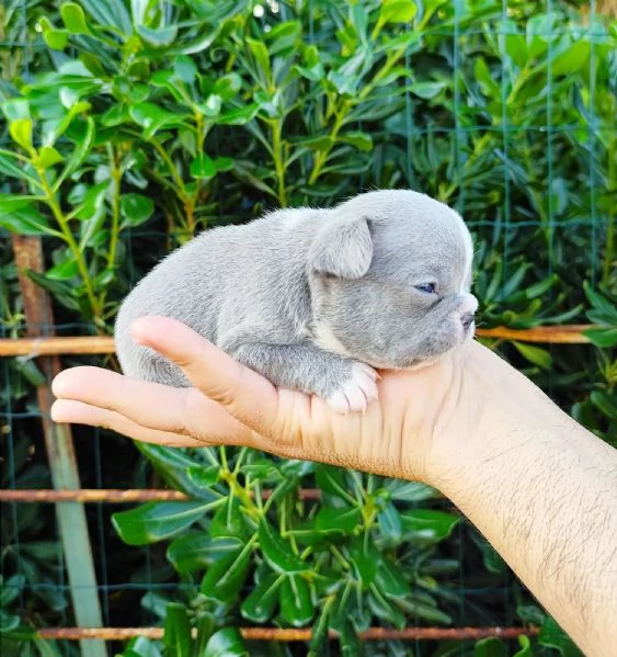 Cuccioli di bulldog bouledogue francesi  | Foto 3