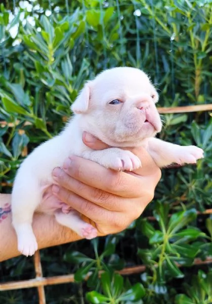 Cuccioli di bulldog bouledogue francesi  | Foto 2