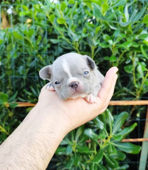 Cuccioli di bulldog bouledogue francesi  | Foto 1