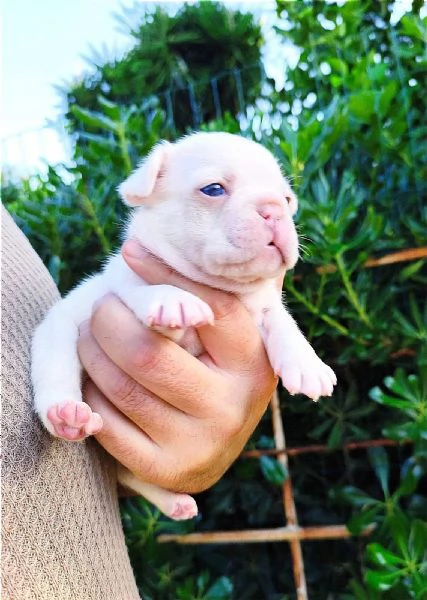 Cuccioli di bulldog bouledogue francesi  | Foto 0